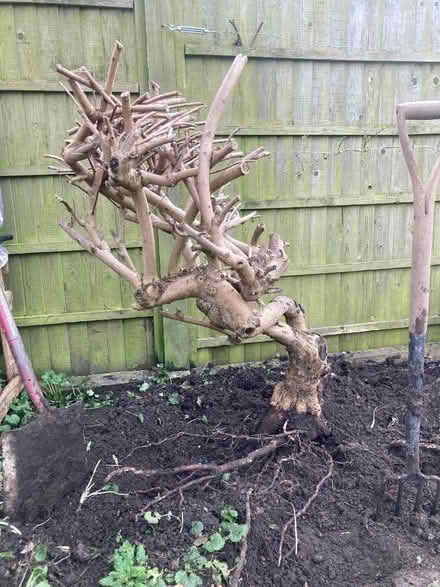 Photo of free smoke bush “cotinus” (Hastings TN35) #1