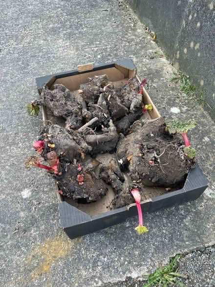 Photo of free Rhubarb Crowns (Lancaster, Bowerham) #1