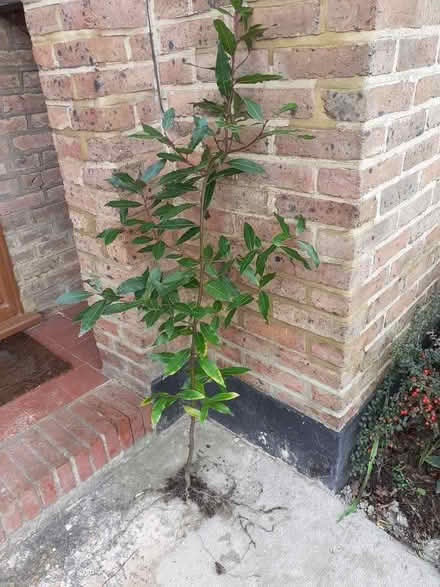 Photo of free Bay Tree (Bexhill TN39) #1