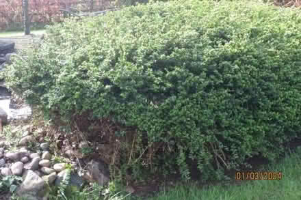 Photo of free Lonicera hedging plants (Little Welland WR13) #2
