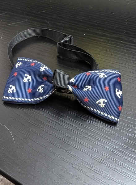 Photo of free Nautical Cat/small dog Bow tie (Nepean) #1