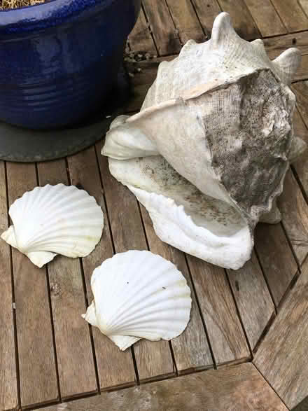 Photo of free Conch and Scallop Shells (Warminster BA12) #1
