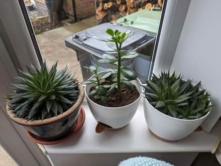Photo of free House plants (Leicester LE3) #2