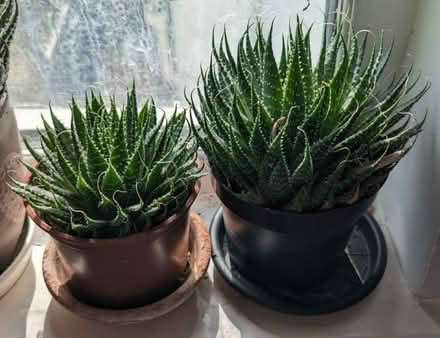 Photo of free 2x Aloe Plants (Candelabra) (Tredworth GL1) #1