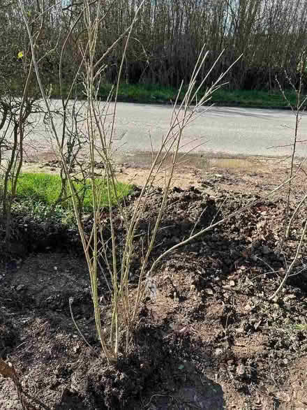 Photo of free Privet Hedging (Milton-under-Wychwood OX7) #3