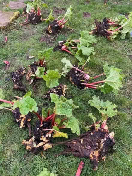 Photo of free Clumps of Rhubarb (Stainton CA11) #1