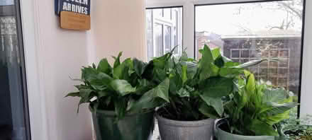 Photo of free Peace Lilies (Crewe, Rope) #1