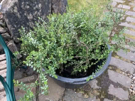Photo of free Mature garden plants (Stirling FK8) #1