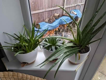 Photo of free House plants (Leicester LE3) #1