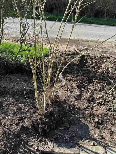 Photo of free Privet Hedging (Milton-under-Wychwood OX7) #1