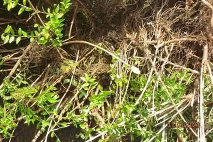 Photo of free Lonicera hedging plants (Little Welland WR13) #1