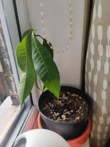 Photo of free Mango plant (Cheddington, LU7) #1