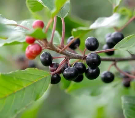 Photo of Alder Buckthorn Plants (Eaton NR4) #1