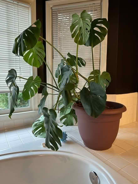 Photo of free Large monstera plant in pot (Silver Spring) #1