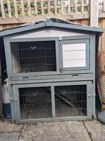 Photo of free Hunt for two small guinea pigs (E14, Millwall) #2