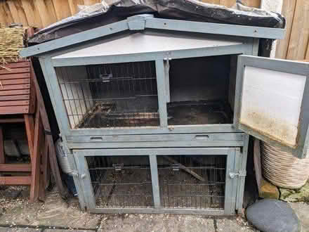 Photo of free Hunt for two small guinea pigs (E14, Millwall) #3