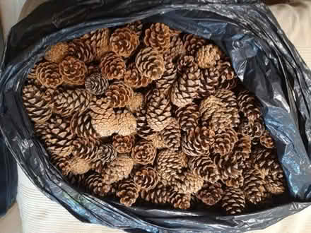 Photo of free 2 carrier bags of pine cones (Purley CR8) #1