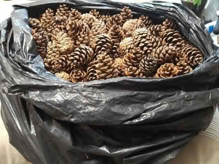 Photo of free 2 carrier bags of pine cones (Purley CR8) #2