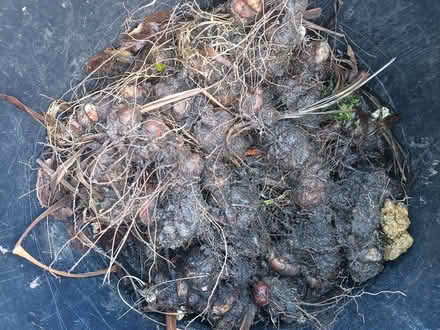 Photo of free Blue irises & Red crocosmia plants (Burn Bridge) #1