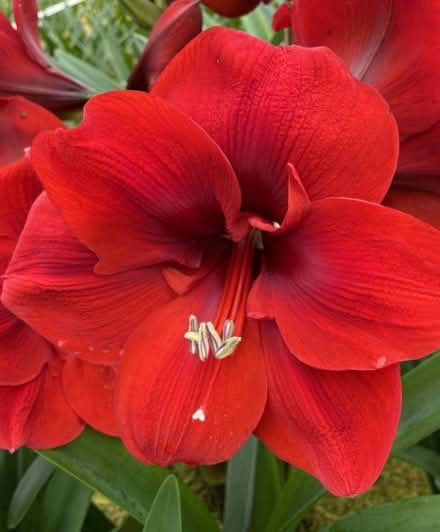 Photo of free Three Amaryllis Bulbs (North Boulder/Wonderland HIll) #1