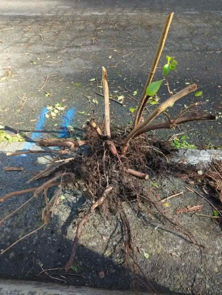 Photo of free Escallonia Hedge starts (North of HSU) #1