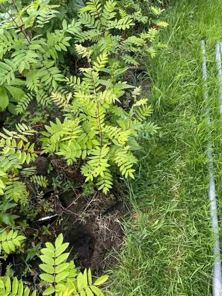 Photo of free Oak/Rowan saplings (West Park LS6) #4