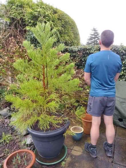 Photo of free A young tree (Baguley M33) #1