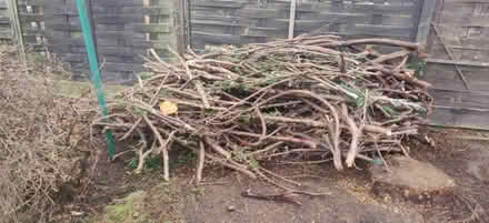 Photo of free Conifer branches (Craiglockhart EH14) #1