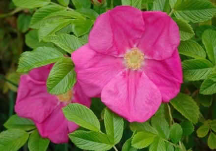 Photo of free Rose Hedging - Rugosa Red Rose 60-90cm (Barton OX3) #1