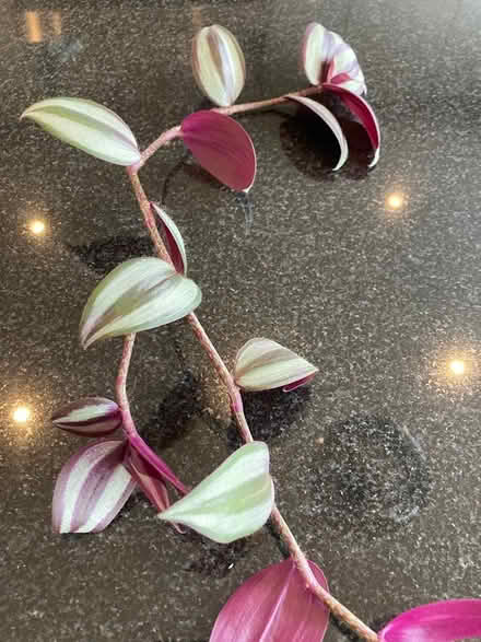 Photo of free Trailing house plant (Beckenham BR3) #1