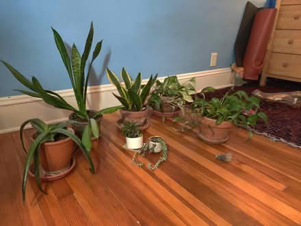 Photo of free 7 hardy plants (Ballard) #1