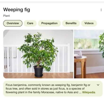 Photo of Weeping Fig / Ficus plant (S7 Sharrow) #1