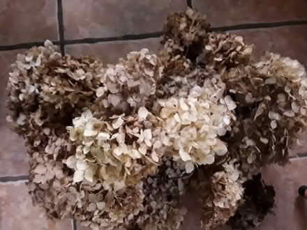 Photo of free Dried Hydrangea Flower Heads (CT15) #1