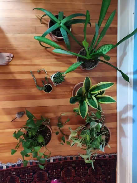 Photo of free 7 hardy plants (Ballard) #2