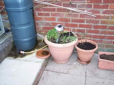 Photo of free flower pots + watering pots for grow bags (Mossley OL5) #4