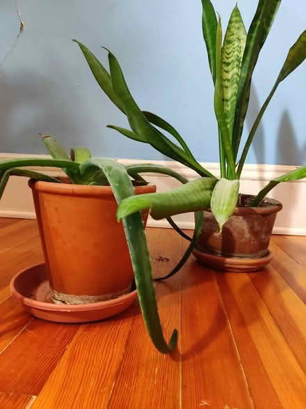 Photo of free 7 hardy plants (Ballard) #4