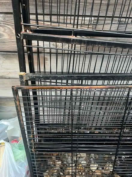 Photo of free Large bird cage (Hackney Central) #3