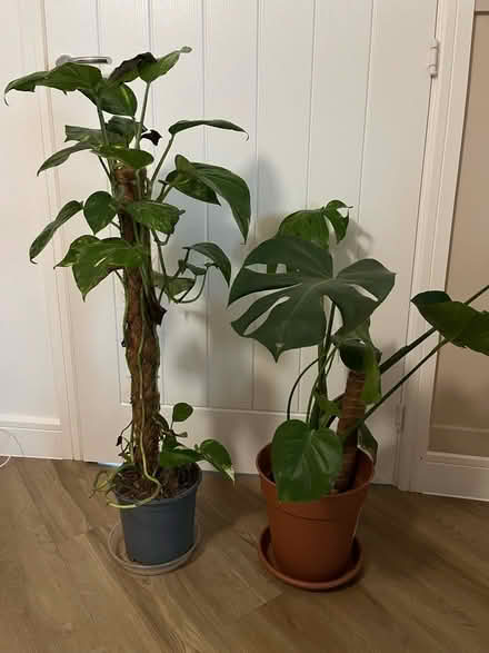 Photo of free Indoor plants (Whiteley PO15) #1