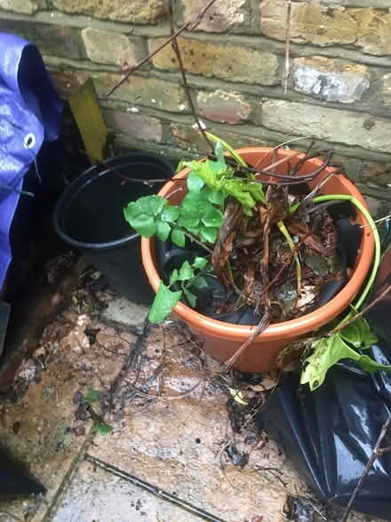 Photo of free planters, compost, watering can (W6) #4