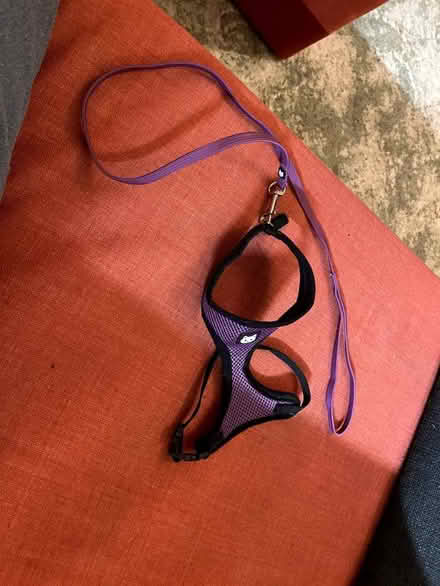 Photo of free Cat lead (Haywards Heath RH16) #1