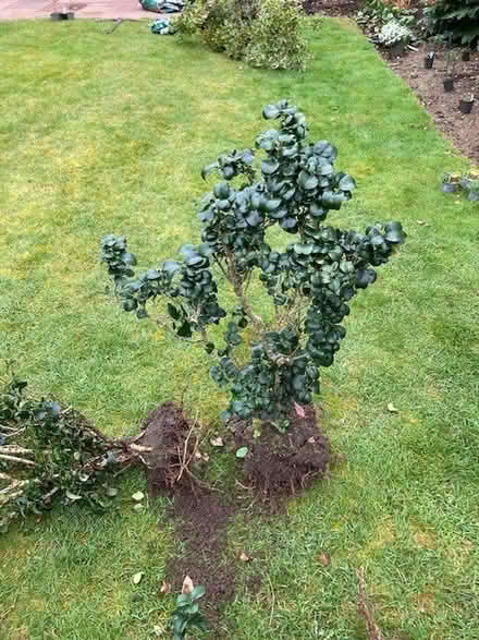 Photo of free Plants freshly out of the ground (KT8) #2