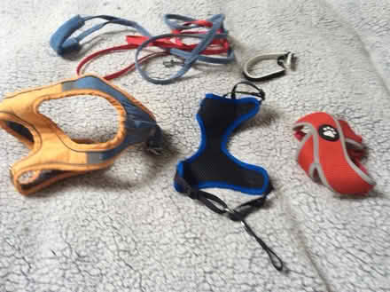 Photo of free Harnesses, leads & collars (Llithfaen LL53 .) #1