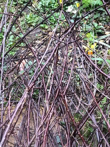Photo of free Black Pittosporum for arranging (Southwick) #2