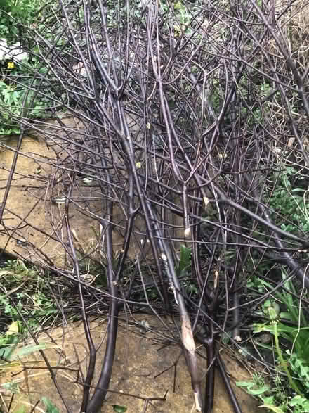 Photo of free Black Pittosporum for arranging (Southwick) #3