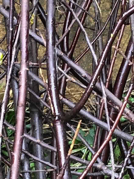Photo of free Black Pittosporum for arranging (Southwick) #1