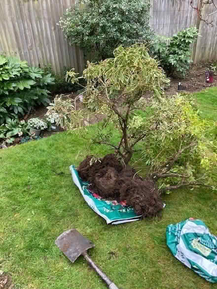 Photo of free Plants freshly out of the ground (KT8) #1