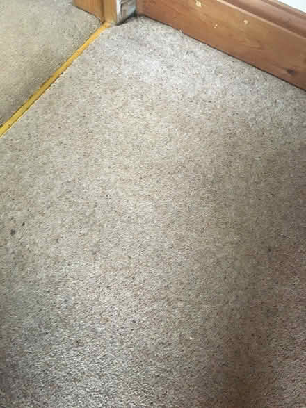 Photo of free Wool blend carpet good condition (Greenfield OL3) #3