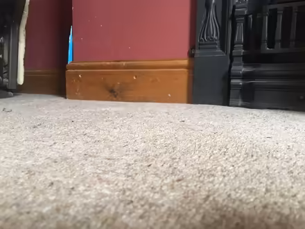 Photo of free Wool blend carpet good condition (Greenfield OL3) #2