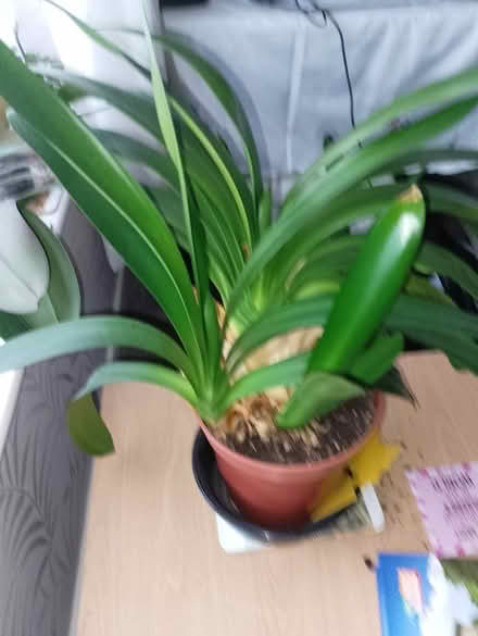 Photo of free Clivia plants in one pot (Bradway S17) #3