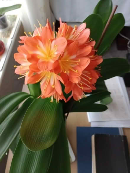 Photo of free Clivia plants in one pot (Bradway S17) #4